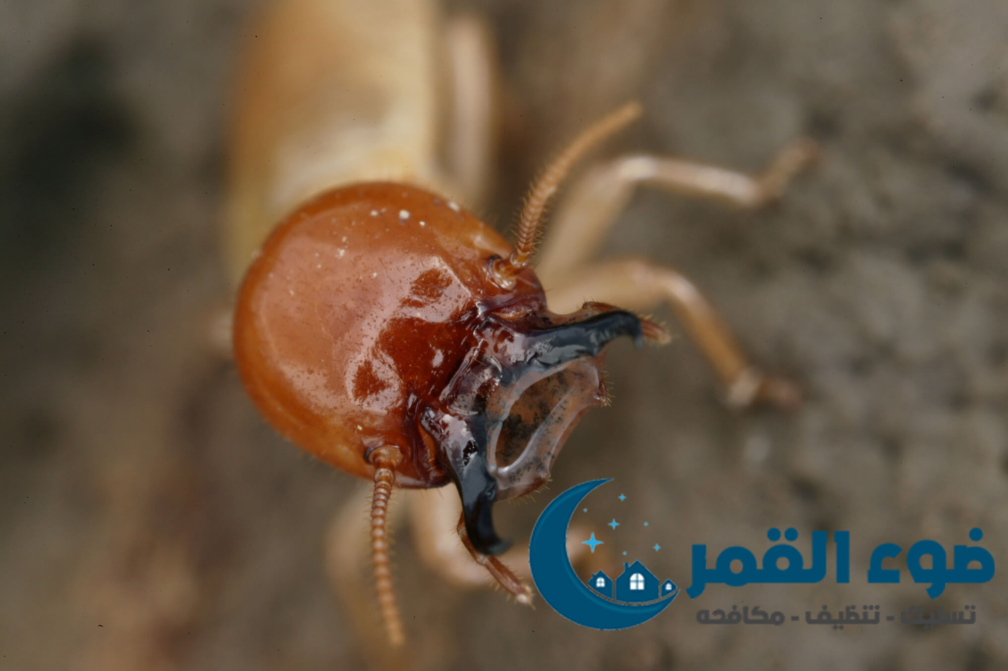 شركة مكافحة النمل الابيض بالرياض