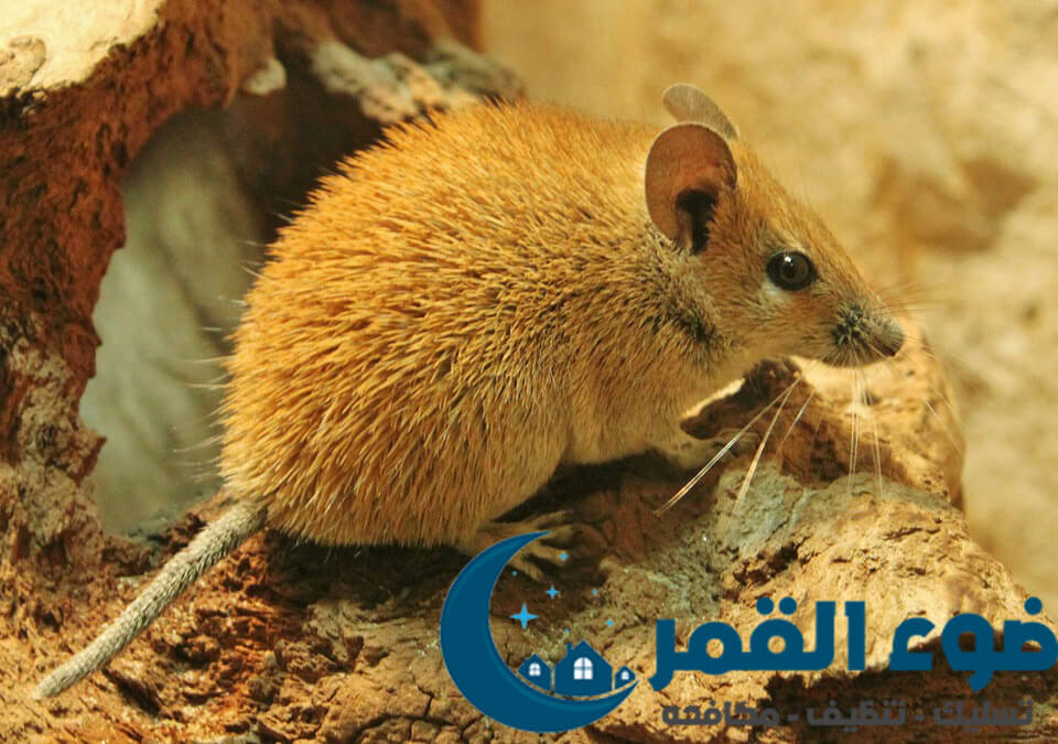 شركة مكافحة فئران بالرياض
