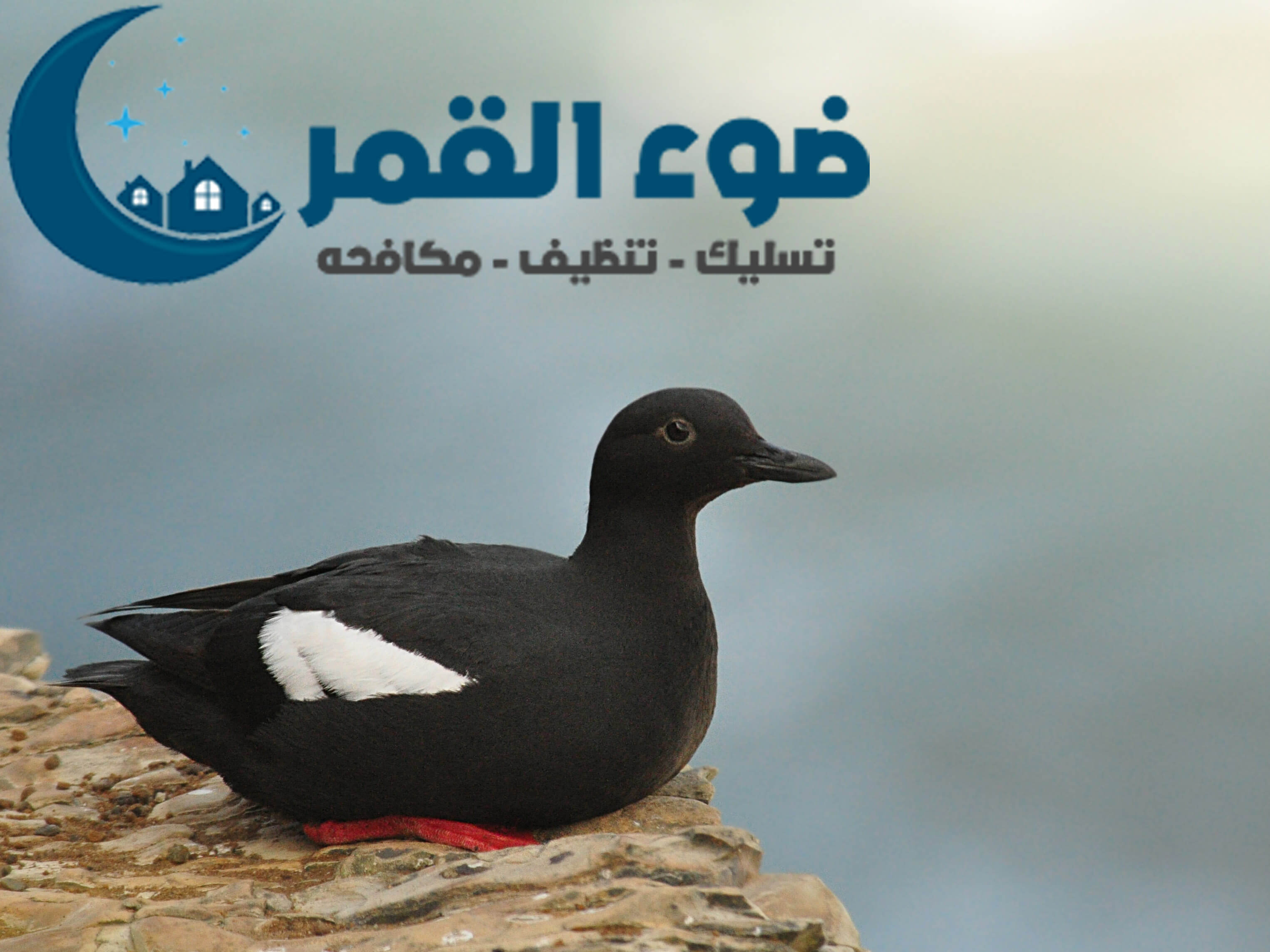 شركة مكافحة الحمام والطيور بالرياض