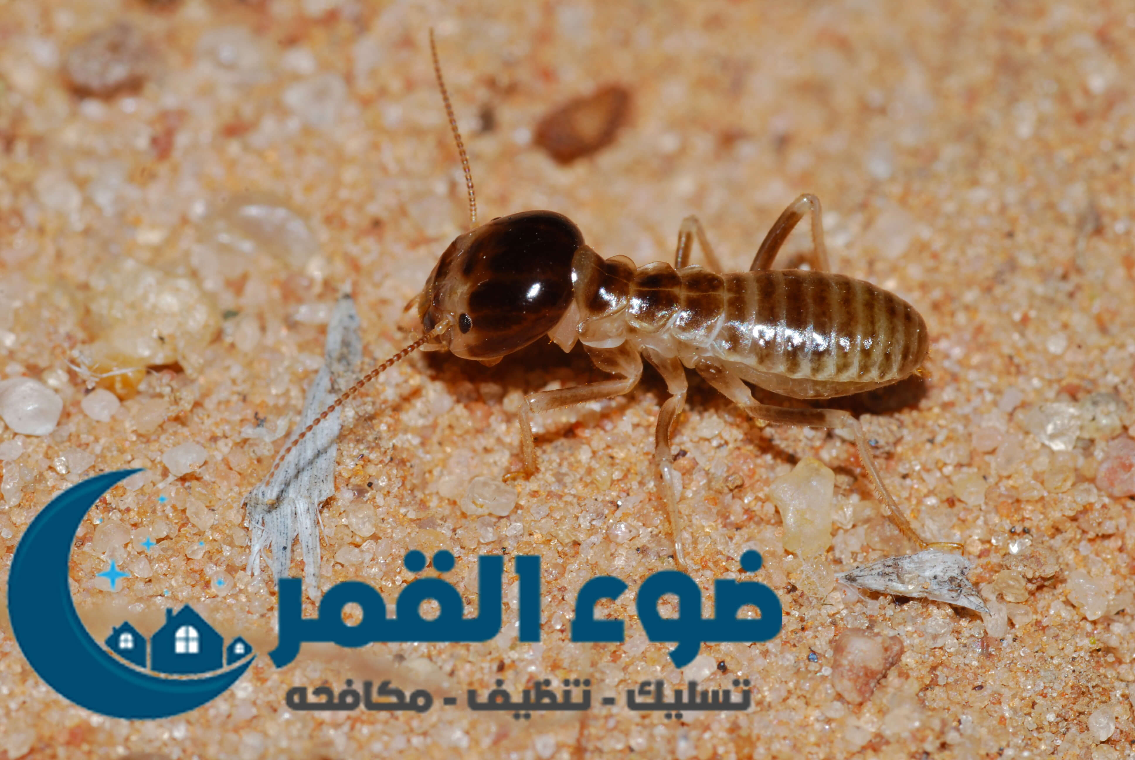 شركة مكافحة النمل الابيض بالرياض