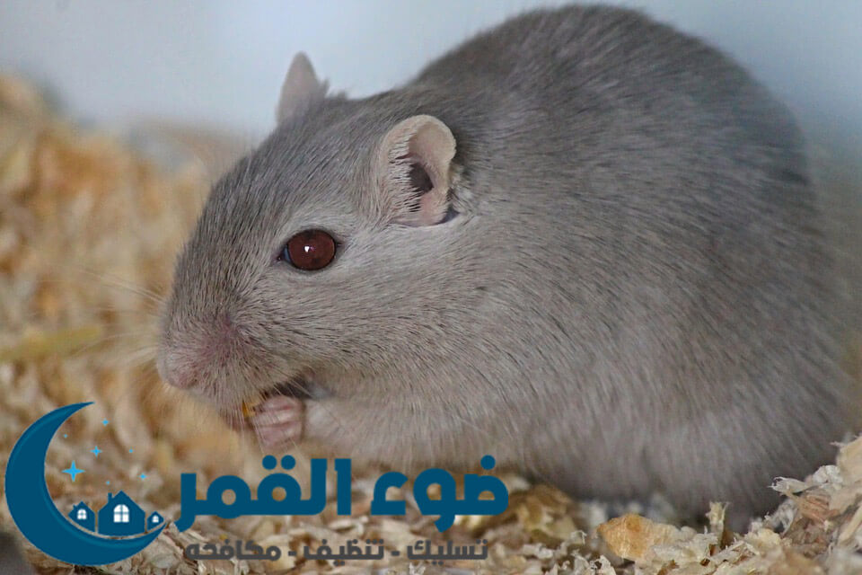 شركة مكافحة فئران بالرياض