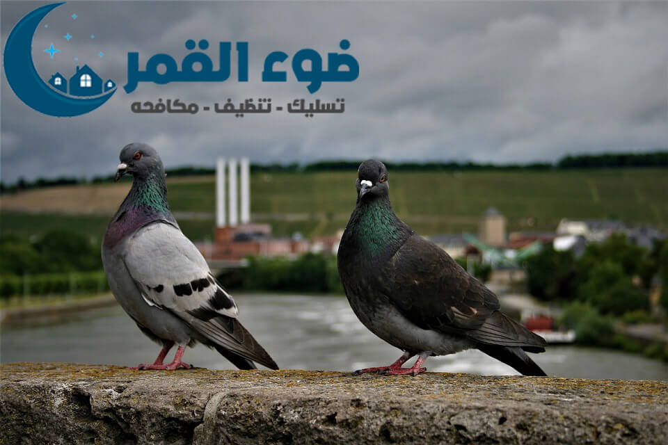 شركة مكافحة الحمام والطيور بالرياض