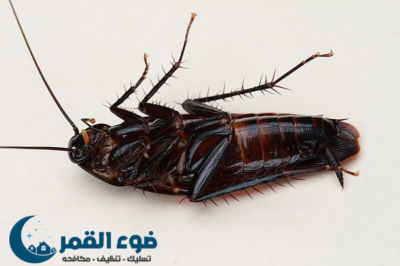 شركة مكافحة صراصير بالرياض