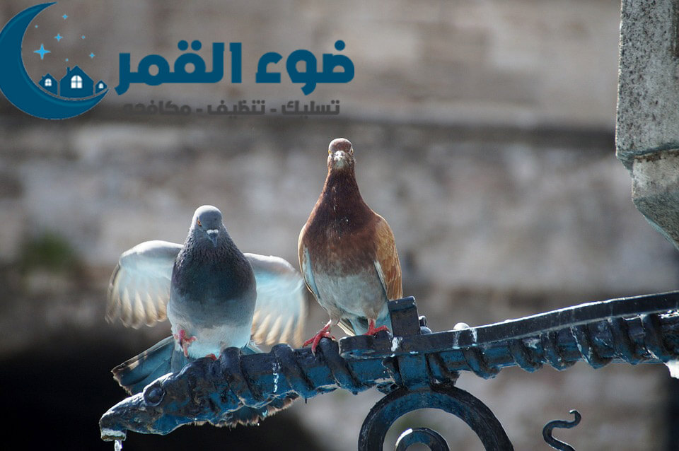 شركة مكافحة الحمام والطيور بالرياض