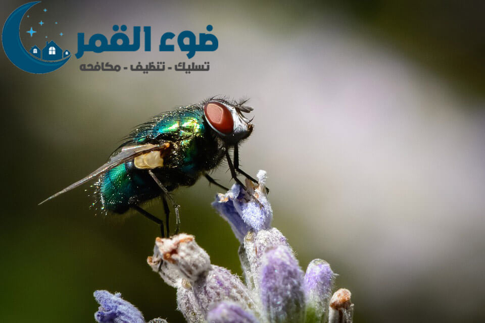 شركة مكافحة حشرات بالرياض