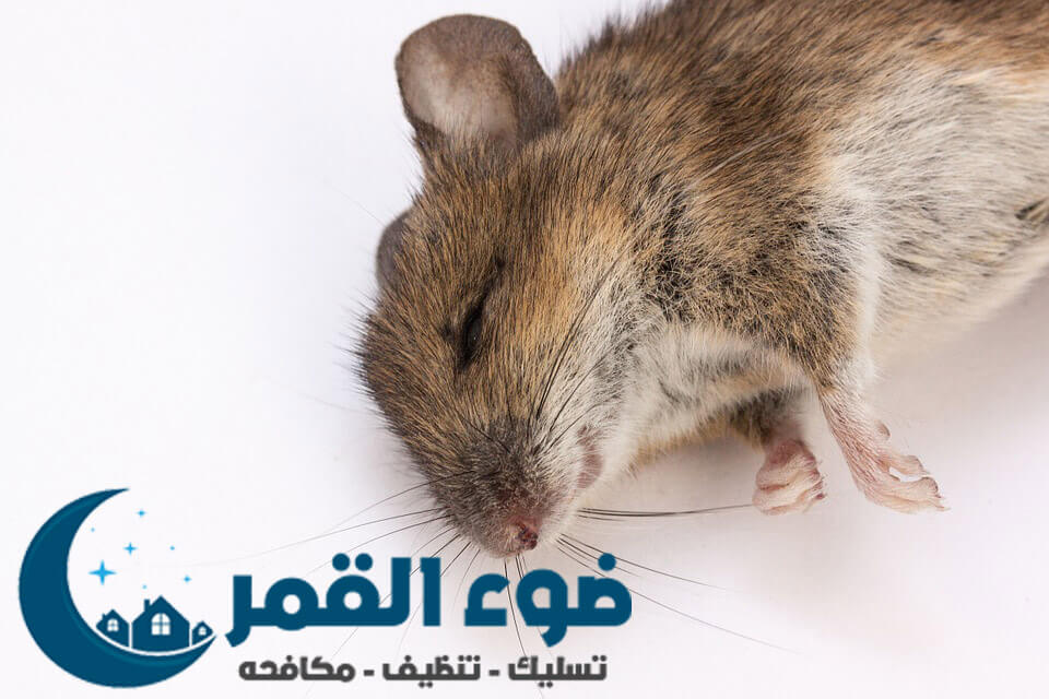 شركة مكافحة فئران بالرياض
