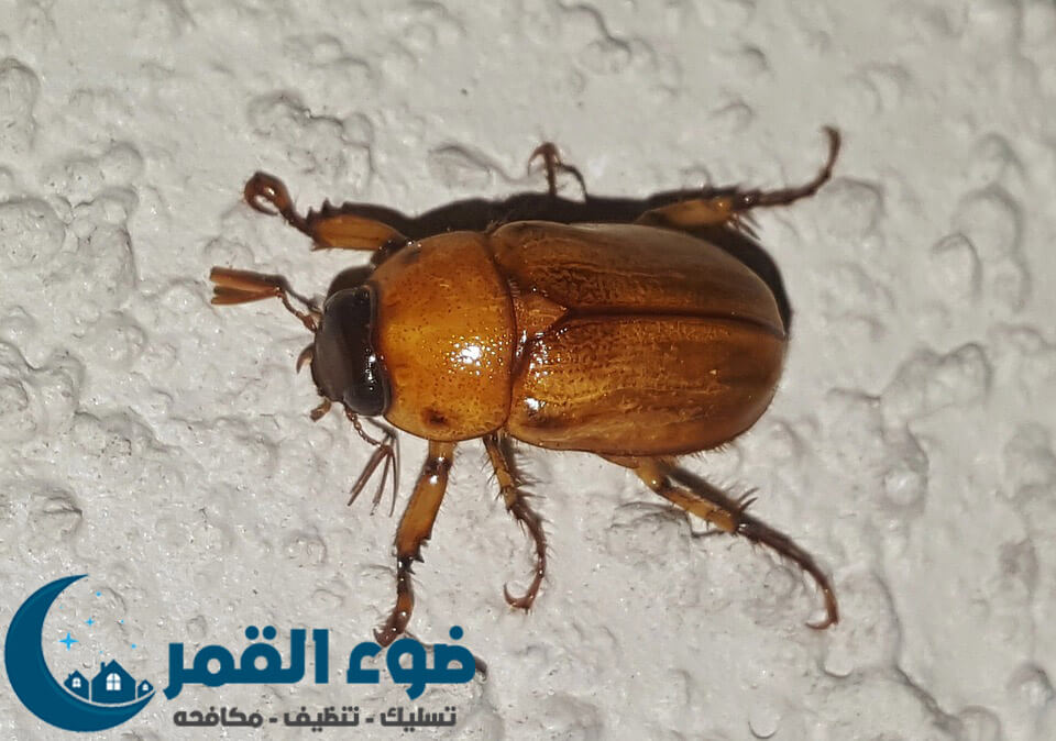شركة مكافحة حشرات بالرياض