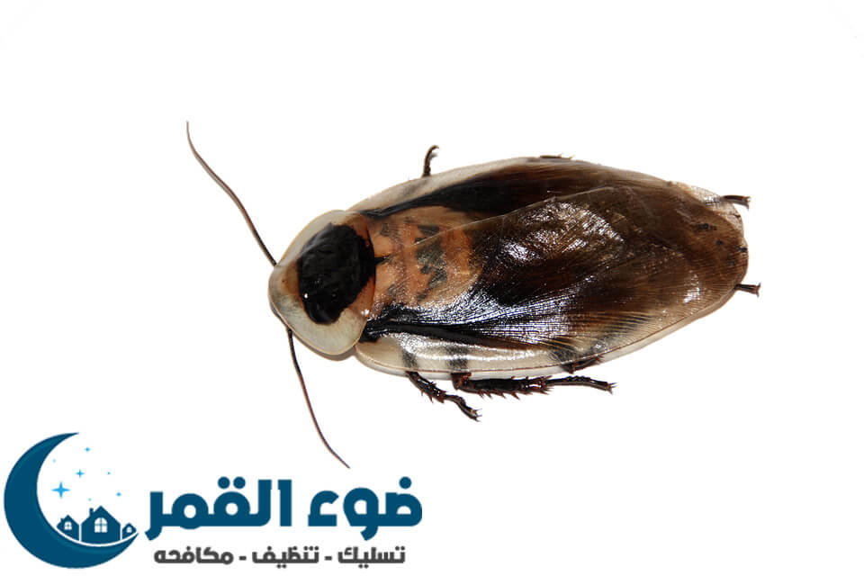 شركة مكافحة صراصير بالرياض